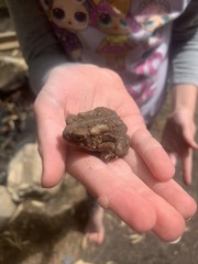 Anaxyrus americanus