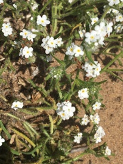 Cryptantha leiocarpa