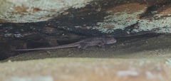 Sceloporus consobrinus