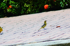Icterus spurius