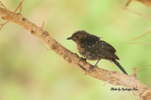 Northern Black-Flycatcher