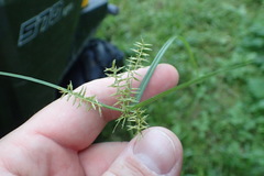 Cyperus thyrsiflorus