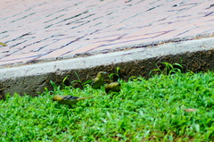 Icterus spurius