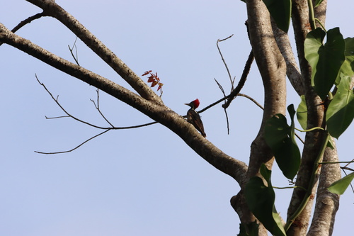 Lineated Woodpecker