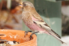 Leucosticte australis