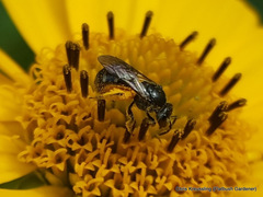 Lasioglossum pectorale