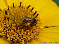 Lasioglossum pectorale