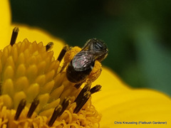 Lasioglossum pectorale