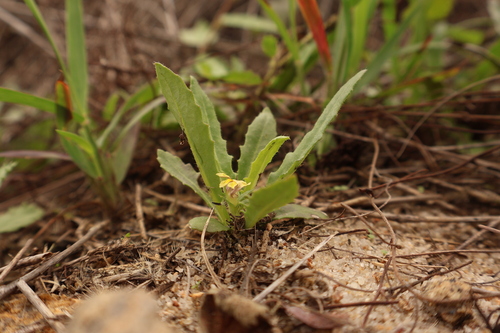 Goodenia pilosa observed 2026-06-29
