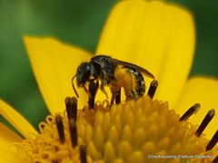 Lasioglossum pectorale