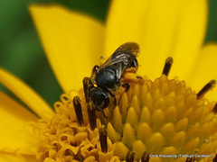 Lasioglossum pectorale