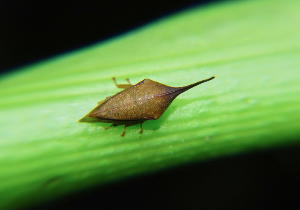 Guayaquila gracilicornis