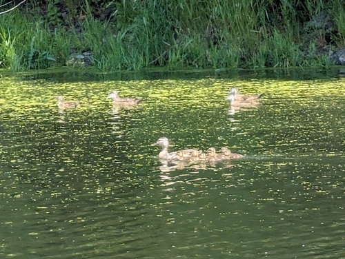 Mallard photographed in New Hampshire