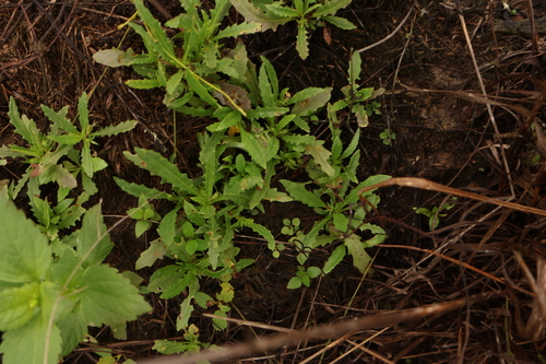 Goodenia pilosa observed 2026-06-29