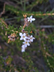 Acantholippia seriphioides