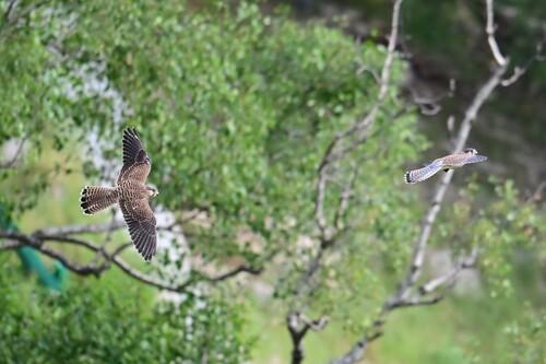 Eurasian Kestrel