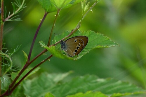 False Ringlet