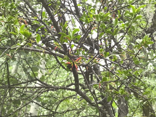 Taxillus delavayi