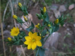 Blackstonia perfoliata