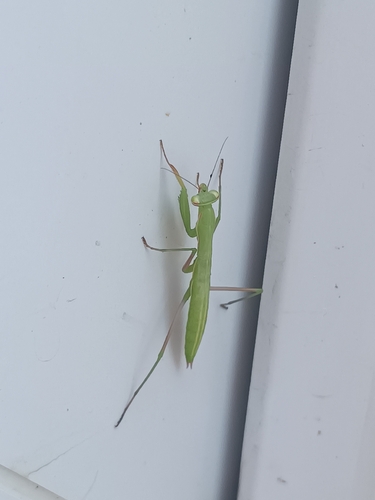 Image of Mantis religiosa by (c) Adrien Nouailhane, some rights reserved (CC BY)