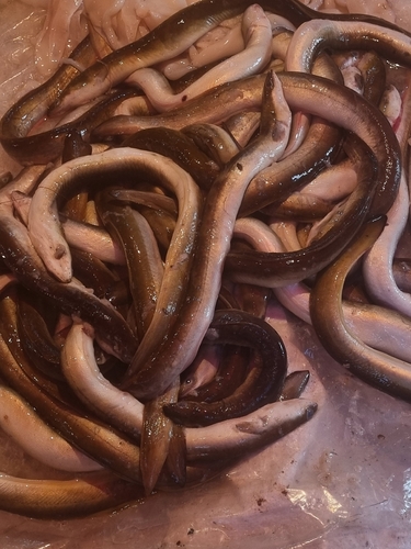 European Eel