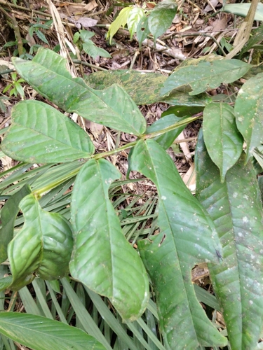 Memecylon paniculatum