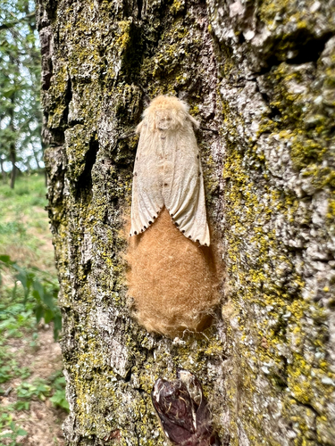 Spongy Moth