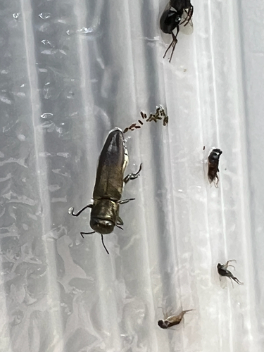 Agrilus hastulifer