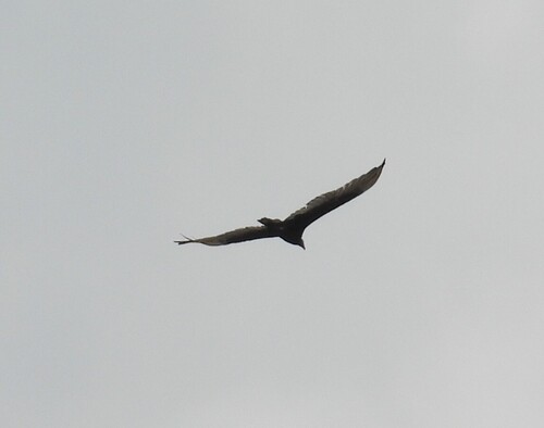Turkey Vulture
