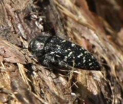 Acmaeodera ornatoides