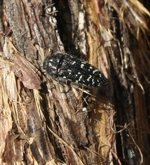 Acmaeodera ornatoides
