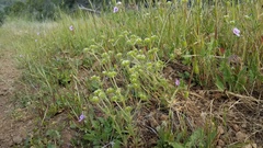 Chorizanthe stellulata