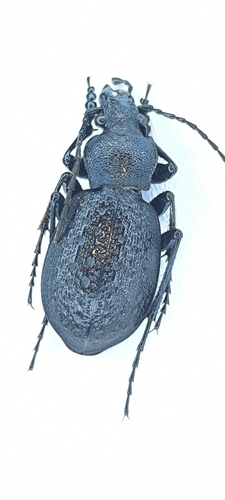 Carabus fraterculus