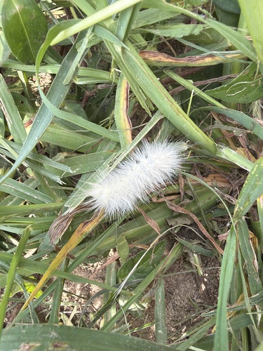 Virginian Tiger Moth