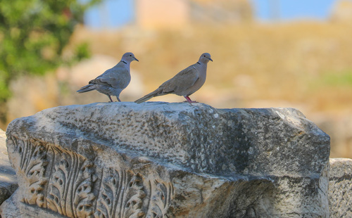 Eurasian Collared-Dove