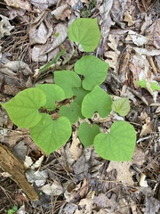Cercis canadensis canadensis