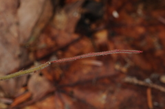 Vaccinium myrtilloides image