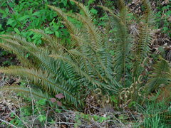 Polystichum munitum