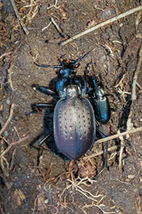 Carabus goryi