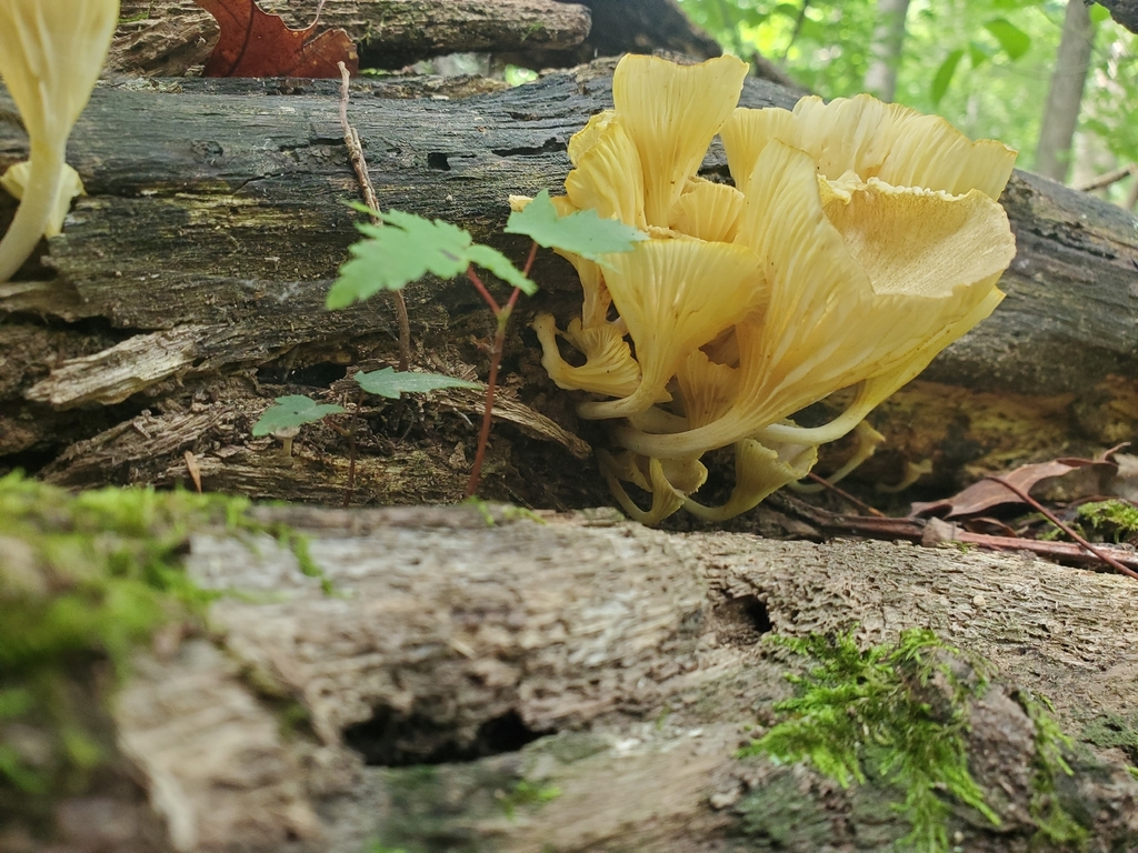 golden-gilled gerronema · July 2026 · photo: Photo: (c) Patrick O'Brien, some rights reserved (CC BY) · iNaturalist
