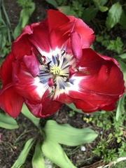 Tulipa