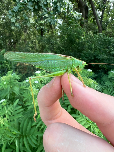 Great Green Bush-cricket