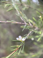 Baeckea linifolia