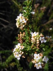 Acantholippia seriphioides
