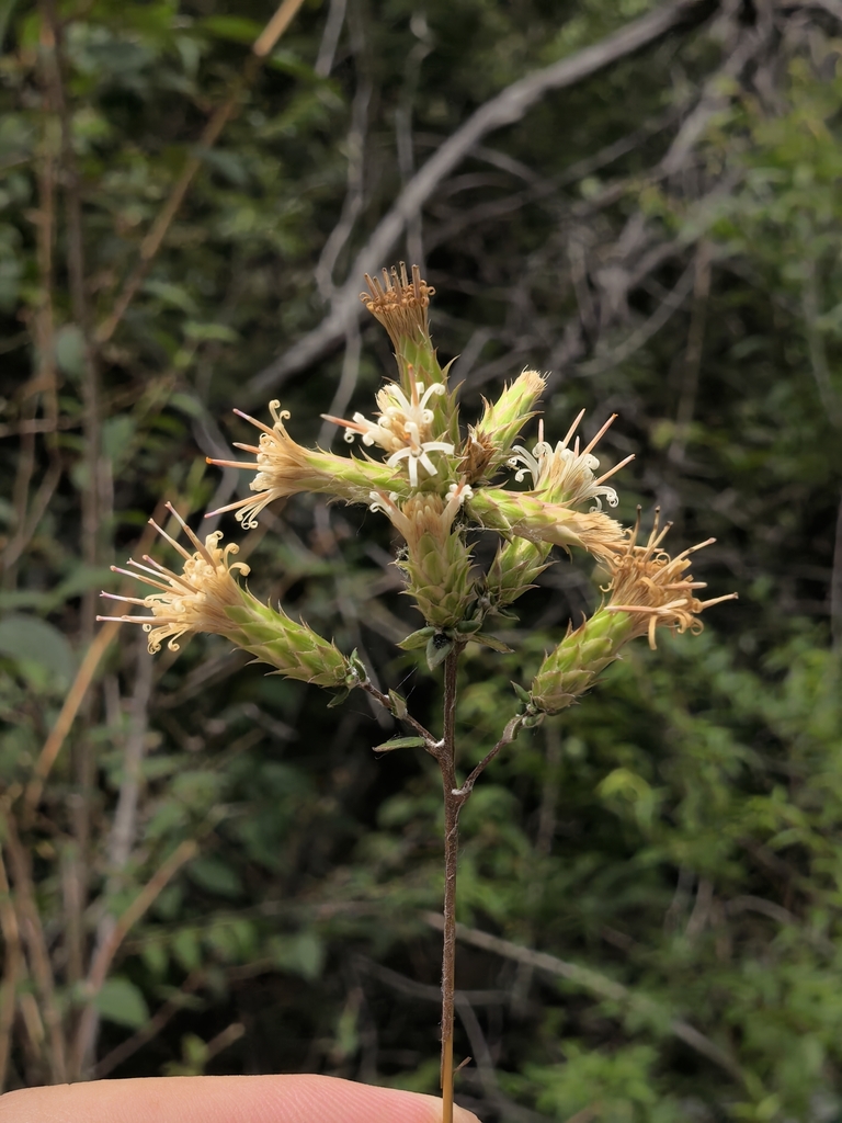 Pertya phylicoides