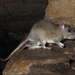 Allegheny Woodrat - Photo (c) Alan Cressler, some rights reserved (CC BY-SA)