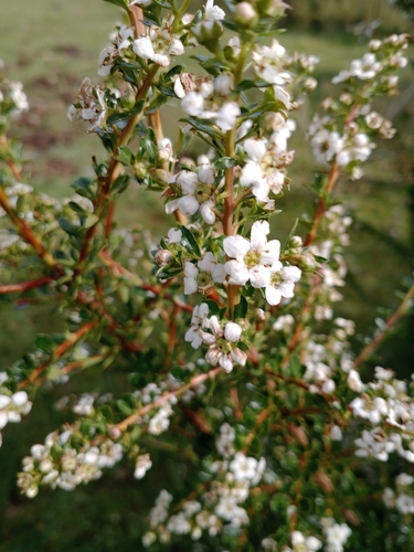 Escallonia virgata, photograph 2