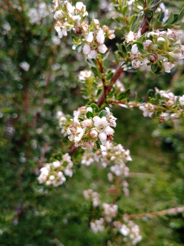 Escallonia virgata, photograph 3