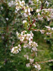Escallonia virgata, photograph (c) Matías Ponce, some rights reserved (CC BY)