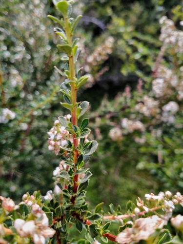 Escallonia virgata, photograph 4